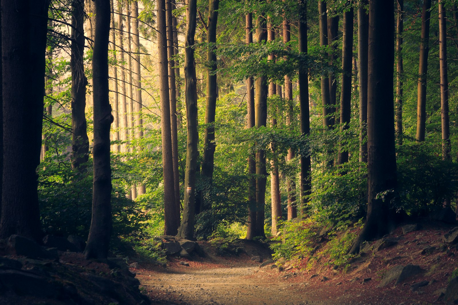 A sunlit path through tall trees